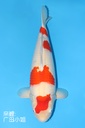 阪井产 红白 明三才 57cm 雌性 343029