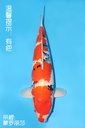 大日产 昭和 明四才 68cm 雌性 343030