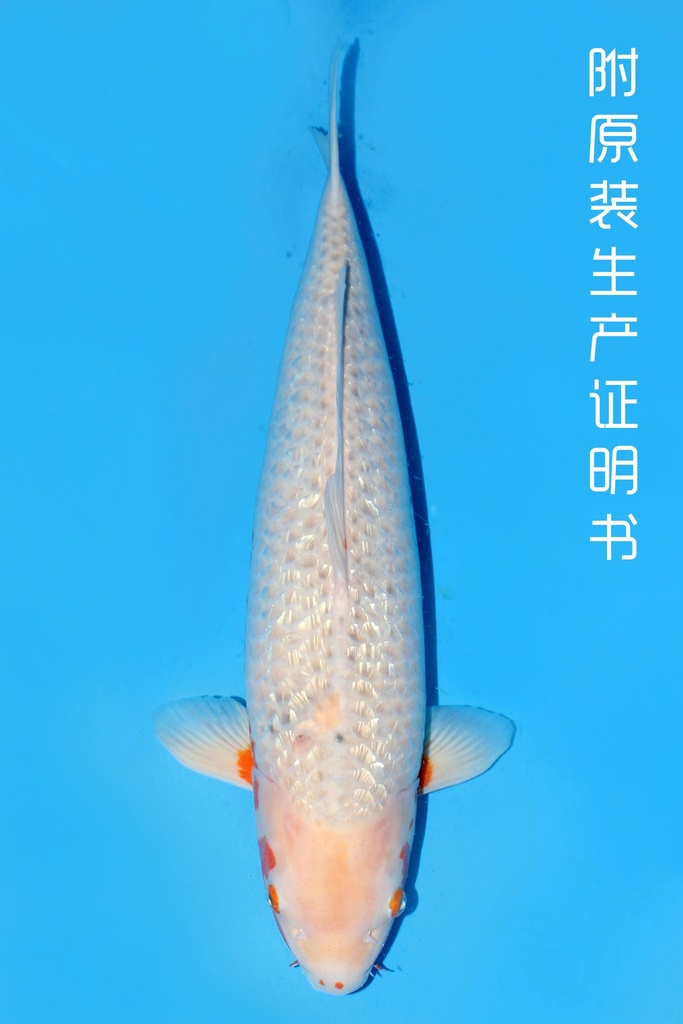 细海产 银鳞浅黄 三才 72cm 雌性 343033