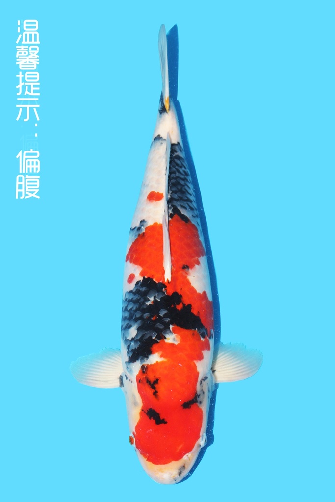 大日产 昭和 明三才 65cm 雌性 343053