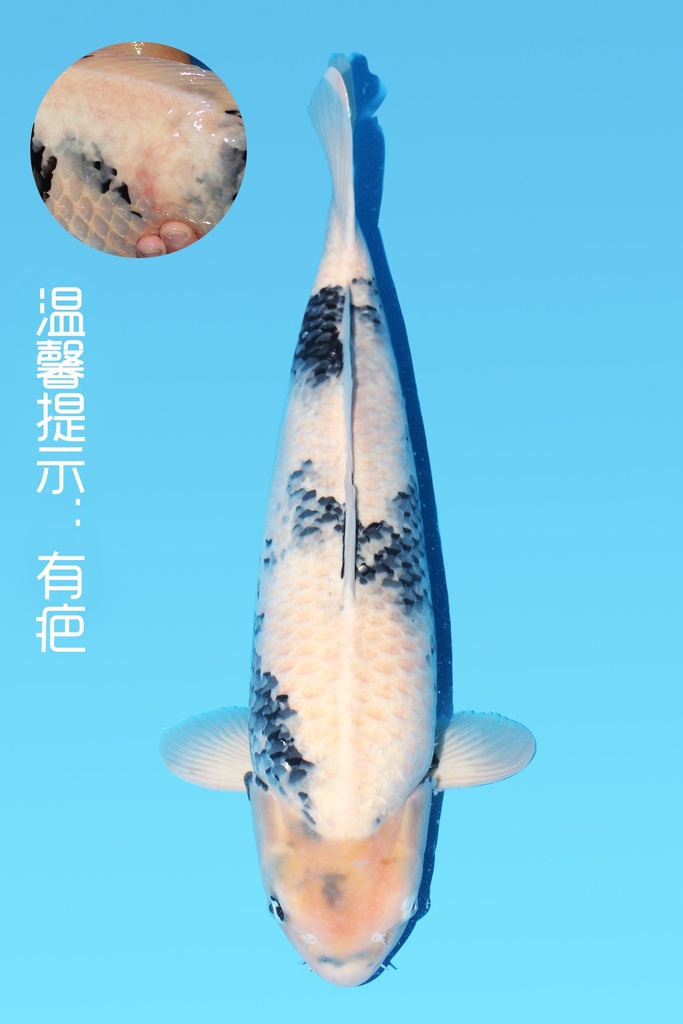 桃太郎产 白写 三才 64cm 雌性 343031