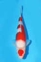 阪井产 红白 大当才 29cm 雄性 343051