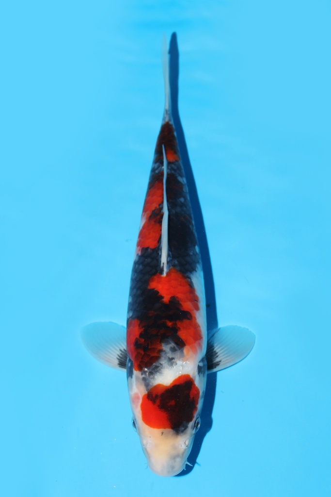 阪井产 昭和 大当才 30cm 雌性 343073