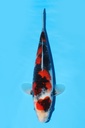 阪井产 昭和 大当才 30cm 雌性 343073