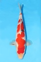 桃太郎产 大正 当才 39cm 雄性 343057