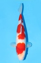 谷养产 红白 二才 36cm 雌性 343059