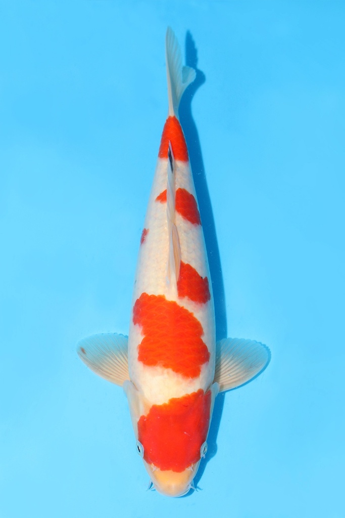 桃太郎产 大正 当才 35cm 雄性 343061