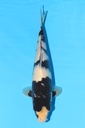面迫产 白写 二才 31cm 雌性 343049