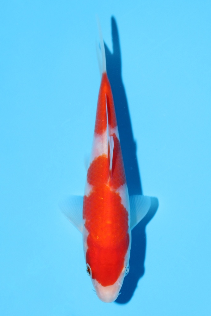 阪井产 红白 当才 13cm 公母不明 343084