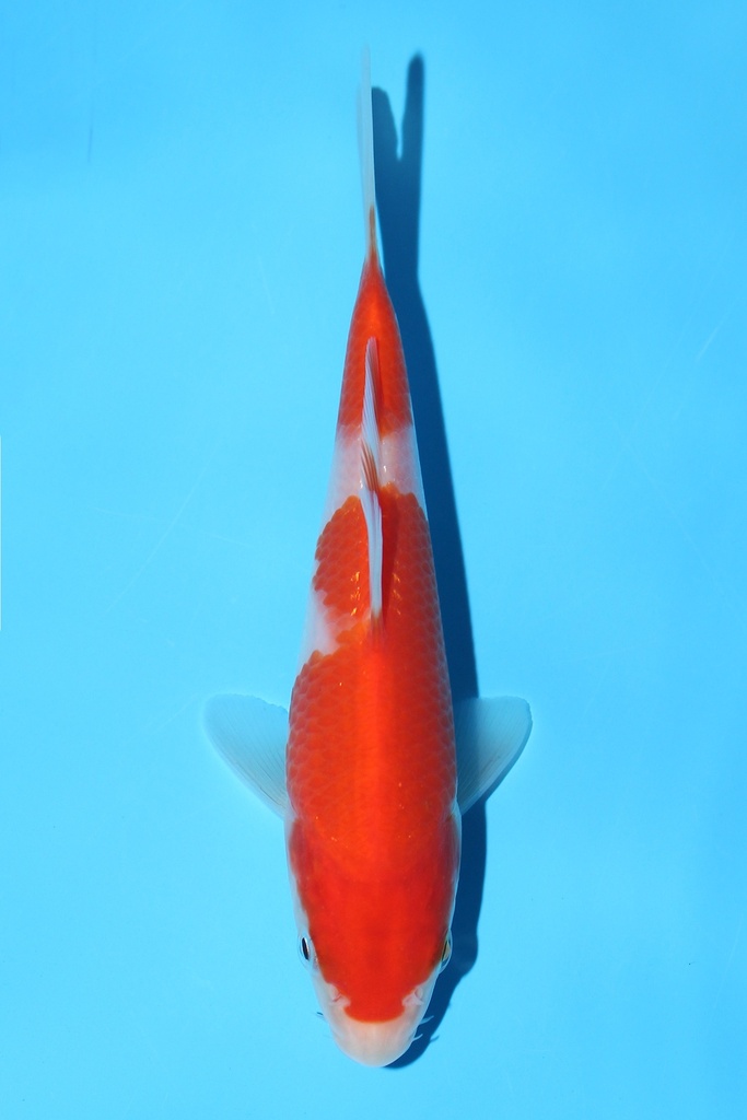 阪井产 红白 当才 13cm 公母不明 343085