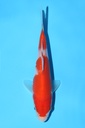 阪井产 红白 当才 13cm 公母不明 343085