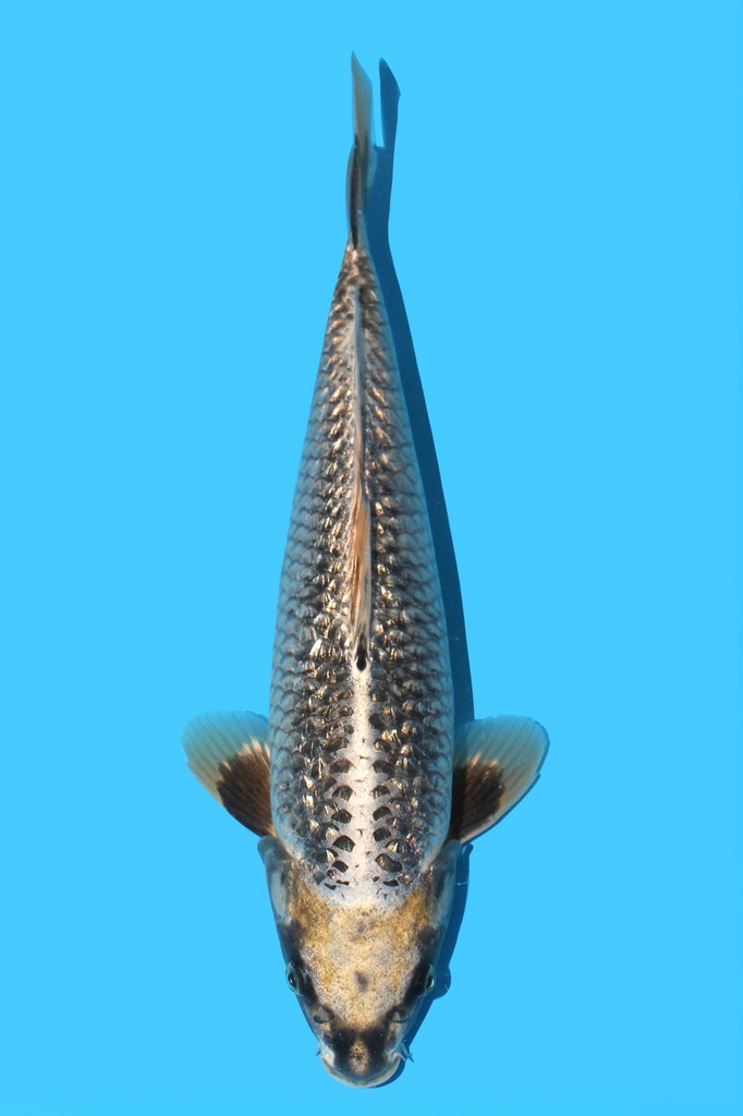 桃太郎产 变种鲤 当才 33cm 雄性 343090