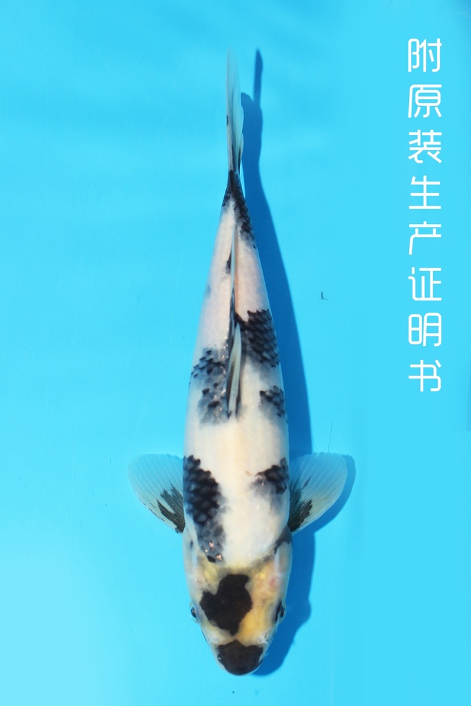 尾形产 白写 当才 25cm 公母不明 343097