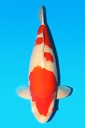 阪井产 红白 三才 66cm 雌性 344006
