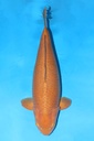 尾形产 茶鲤 四才  80cm 雌性 344007