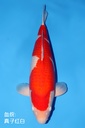 桃太郎产 红白 四才  70cm 雌性 344012