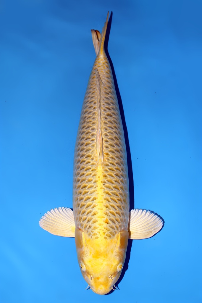 大日产 黄金松叶 三才  74cm 雌性 344017
