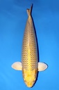 大日产 黄金松叶 三才  74cm 雌性 344017