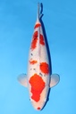 阪井产 大正 三才  59cm 雌性 344020