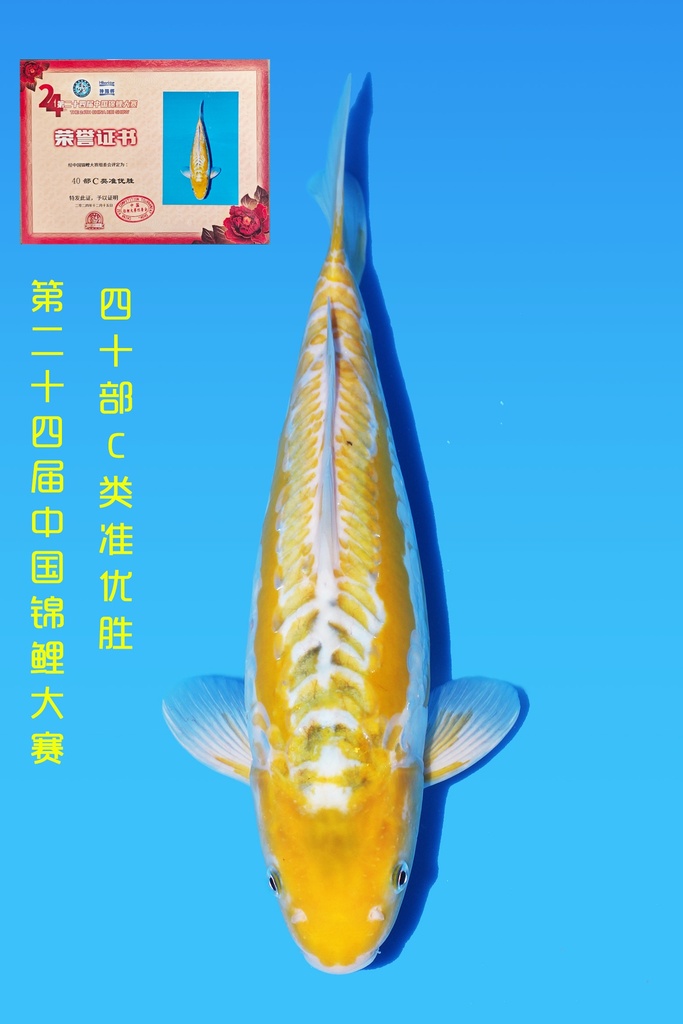 田中产 彩若叶 二才 36cm 雌性 344044