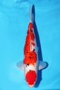 阪井产 银鳞大正 二才 35cm 雌性 344046