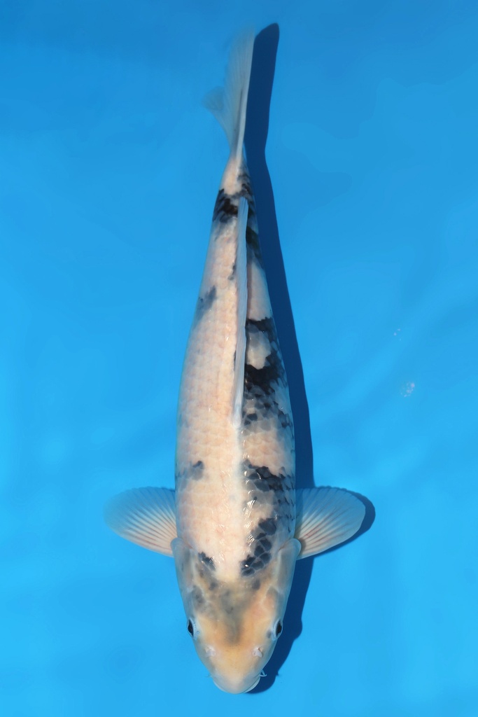 面迫产 白写 三才 48cm 雌性 344043