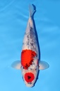 大日产 昭和 二才 47cm 雌性 344031