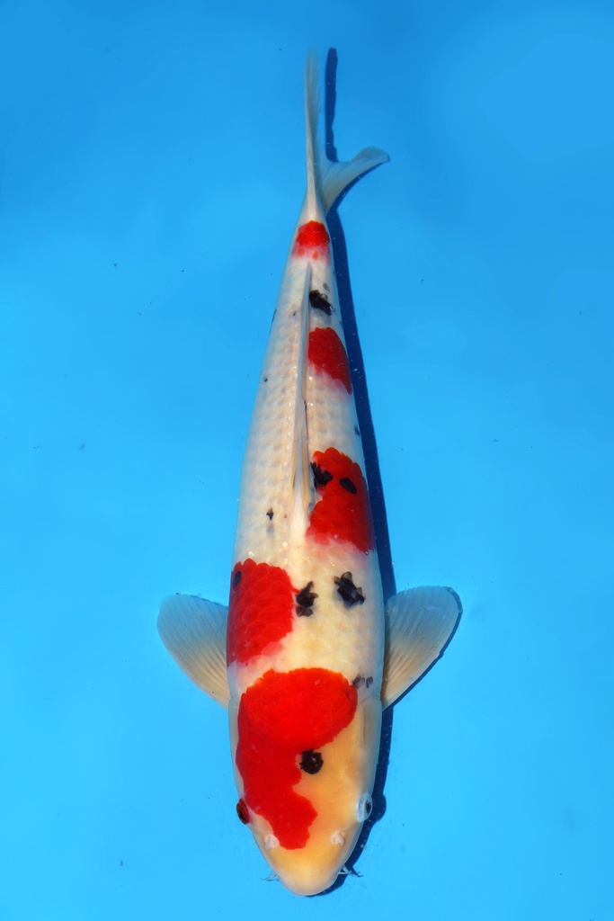 阪井产 大正 二才 47cm 雄性 344038