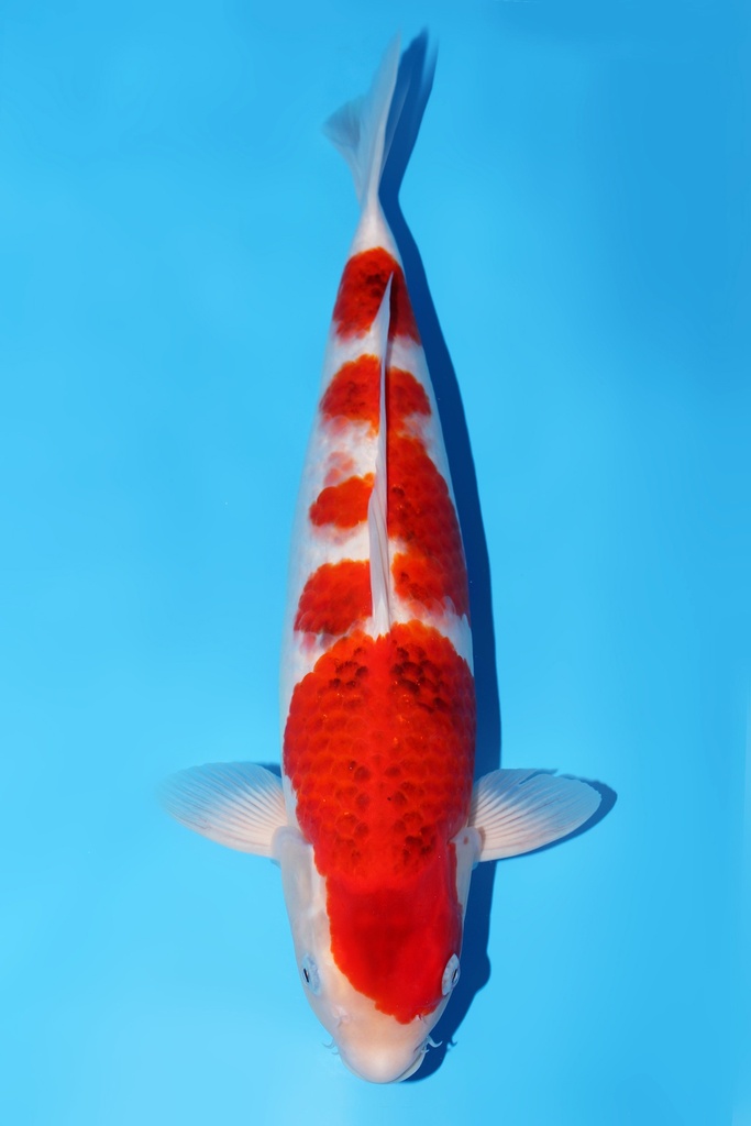 坂诘产 衣 二才 44cm 雌性 344052