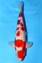 谷养产 衣 三才 40cm 雌性 344054