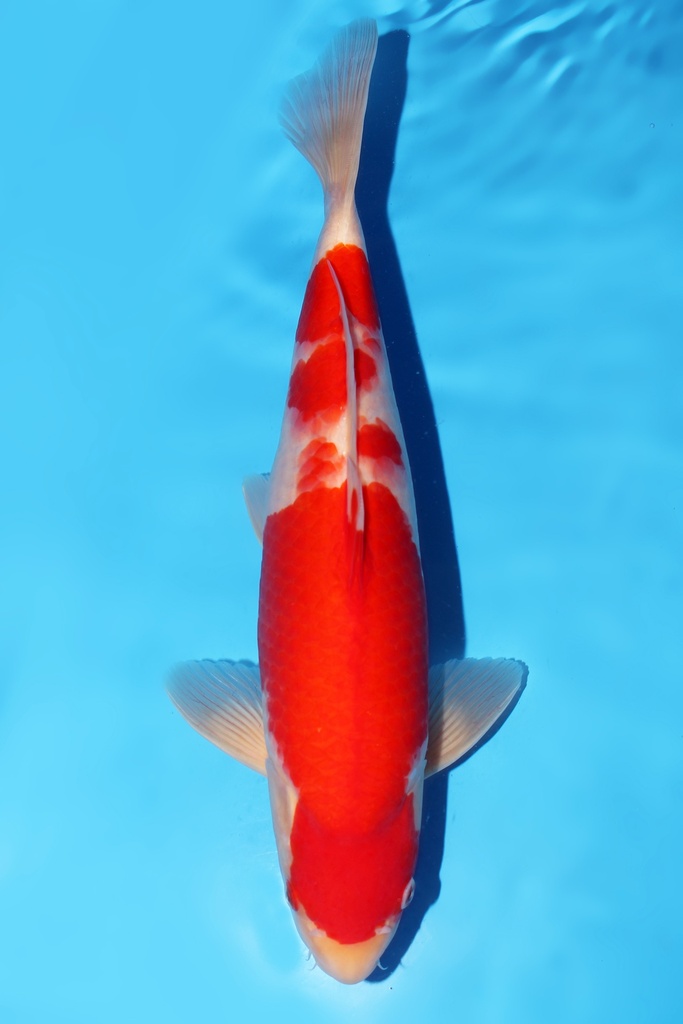 阪井产 红白 二才 38cm 雌性 344056