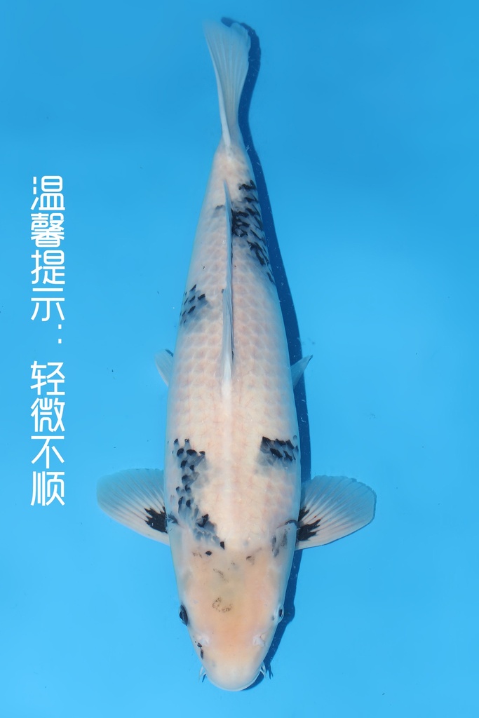 大日产 白写 三才  54cm 雌性 344068