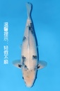 大日产 白写 三才  54cm 雌性 344068