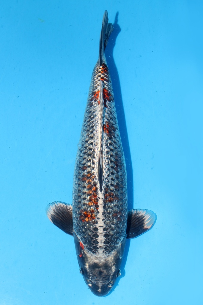 桃太郎 变种鲤 二才 46cm 雄性 344059