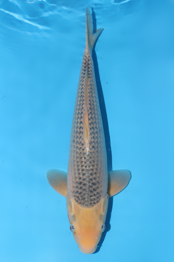 尾形产 浅黄 二才  45cm 雌性 344065