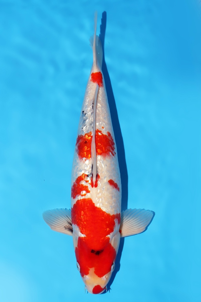 别府产 银鳞昭和 三才 43cm 雄性 344062