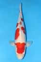 大日产 红白 三才  65cm 雌性 344045
