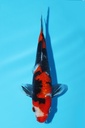 谷口产 银鳞昭和 当才 21cm 公母不明 344075