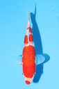 尾形产 银鳞红白 当才 22cm 公母不明 344085