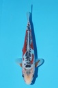 田中产 秋翠 当才 22cm 公母不明 344086