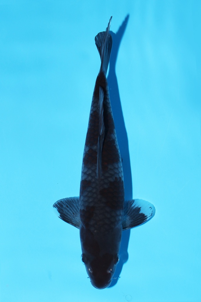 菅野产 落叶 当才 22cm 公母不明 344084