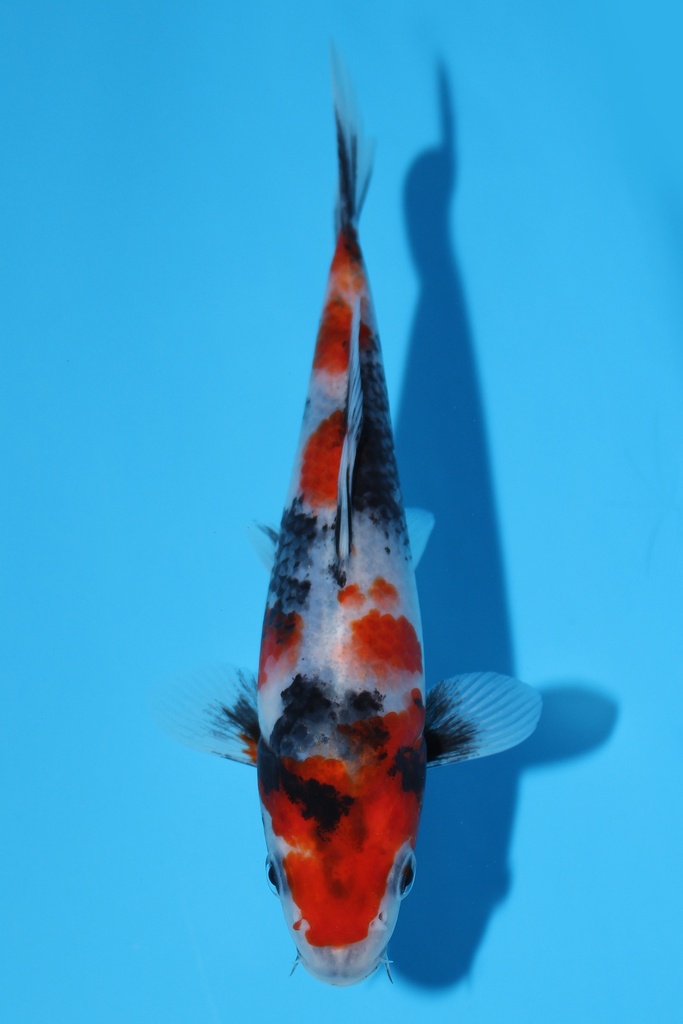 清十郎产 昭和 当才 17cm 公母不明 344089