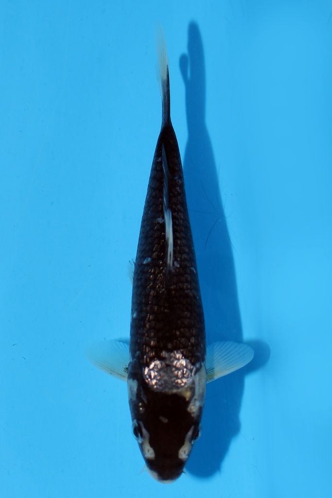 尾形产 变种鲤 当才 16cm 公母不明 344093