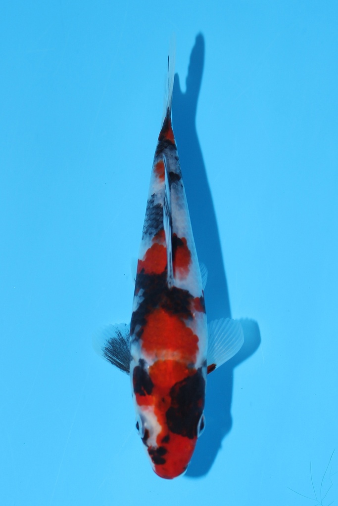 清十郎产 昭和 当才 16cm 公母不明 344078