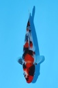 清十郎产 昭和 当才 16cm 公母不明 344078