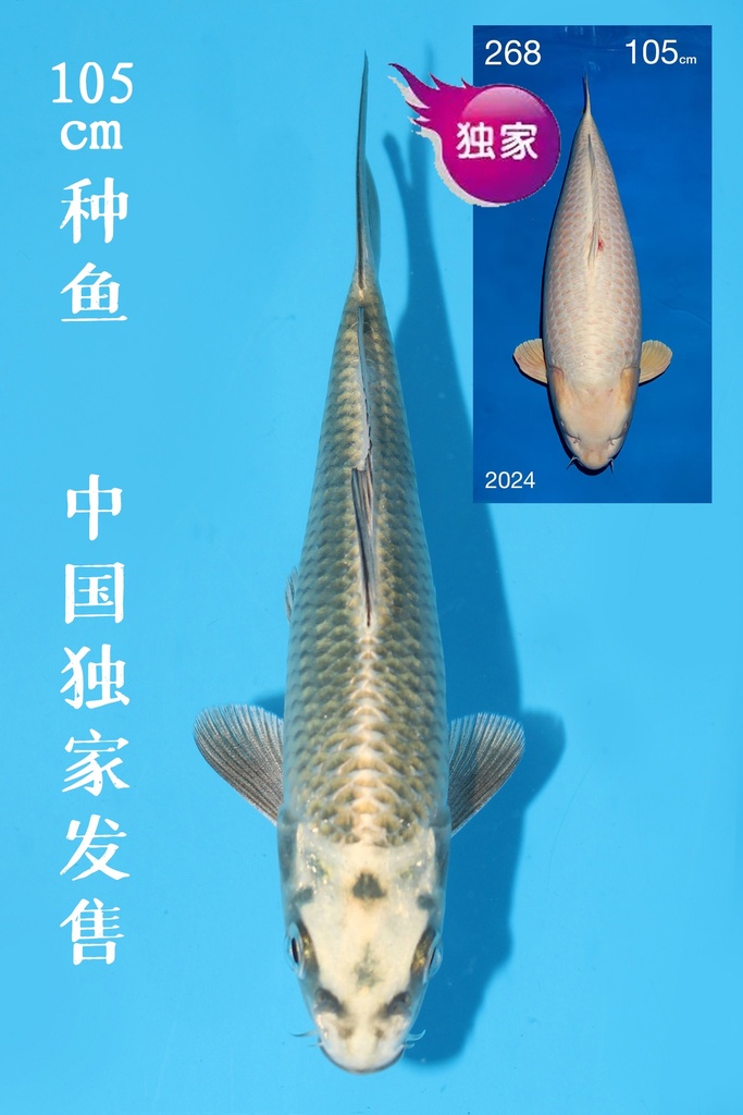 尾形产 银狐 当才 13cm 公母不明 344100