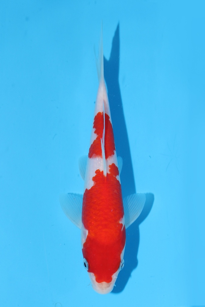 尾形产 红白 当才 21cm 公母不明 344085