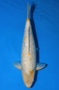 谷口产 二才 52cm 雌性 346063