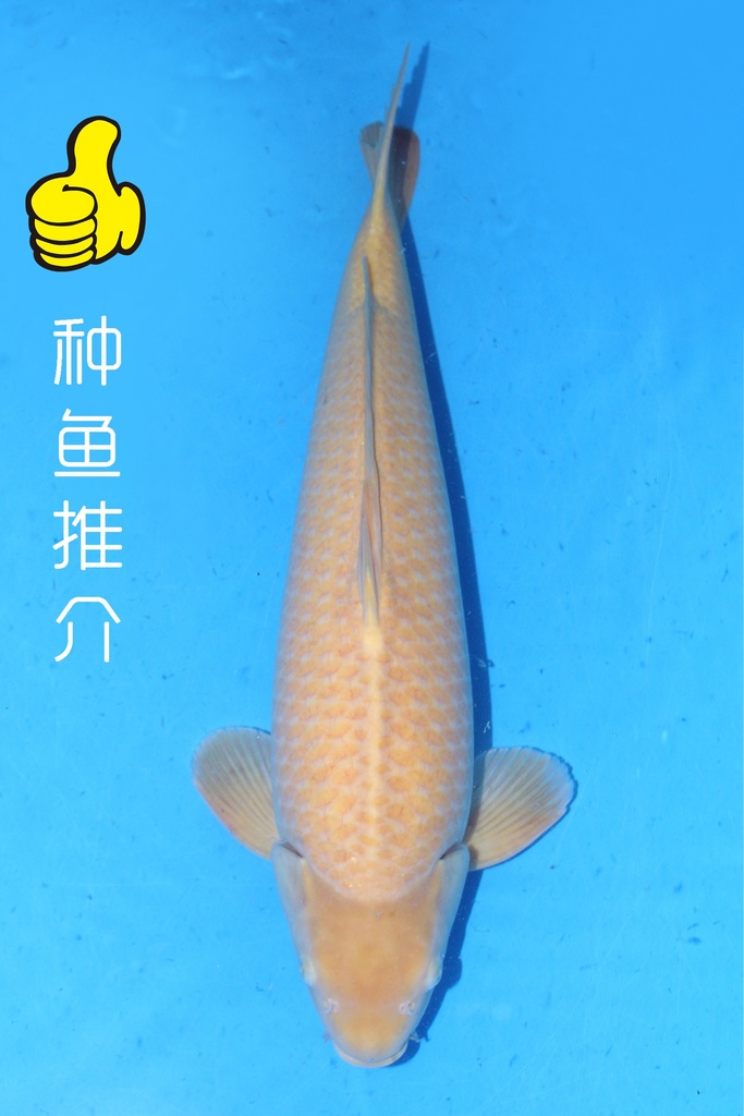347041 (副本)