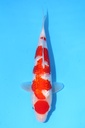 347046 (副本)